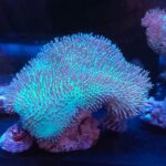 Sarcophyton GREEN sp.