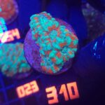 Acanthastrea lordhowensis (310)