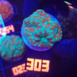 Acanthastrea lordhowensis (303)