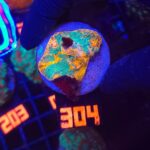 Echinophyllia RAINBOW PREMIUM (304)