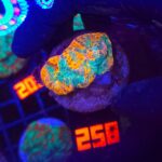 Echinophyllia RAINBOW PREMIUM (258)