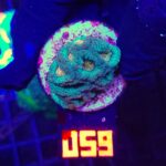 Favia Green Orange (059)