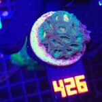 Favia Green Orange (426)