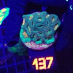 Favia Green Orange (137)