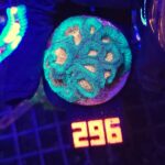 Favia Green Orange (296)