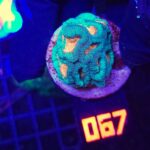 Favia Green Orange (067)