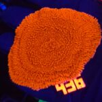 Montipora Capricornis Red (436)