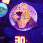 Echinophyllia RAINBOW PREMIUM (304)