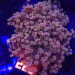 Euphyllia paradivisa pink 2h (220)