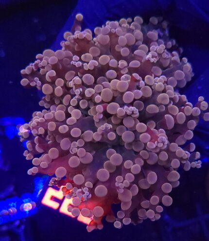 Euphyllia paradivisa pink 2h (220)