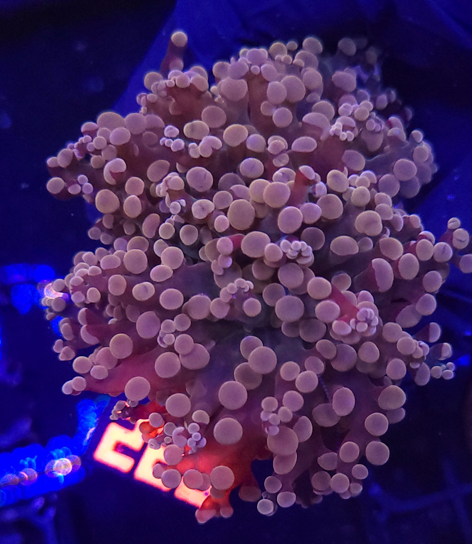 20260924_142740 Euphyllia paradivisa pink 2h (220) - obrazek 1
