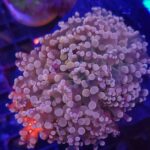 Euphyllia paradivisa pink 2h (220)