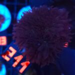 Rhodactis indosinensis Lavender Hair (211)