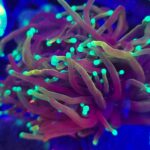 Euphyllia glabrescens dragon soul 3h (215)