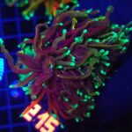 Euphyllia glabrescens dragon soul 3h (215)