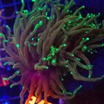 Euphyllia glabrescens dragon soul 3h (215)