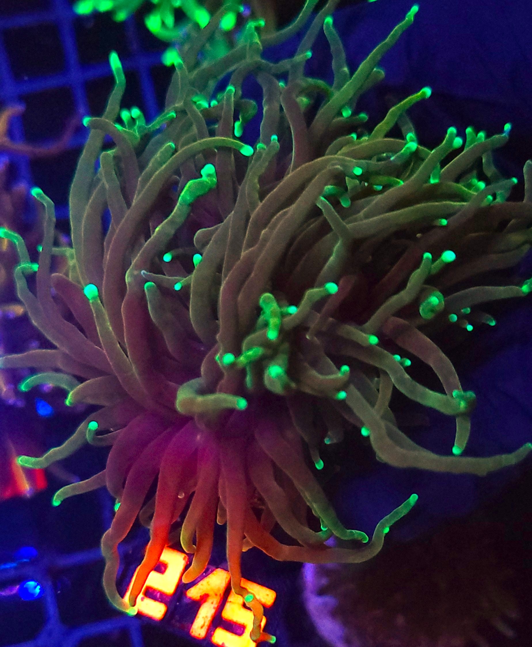 215 Euphyllia glabrescens dragon soul 3h (215) - obrazek 1