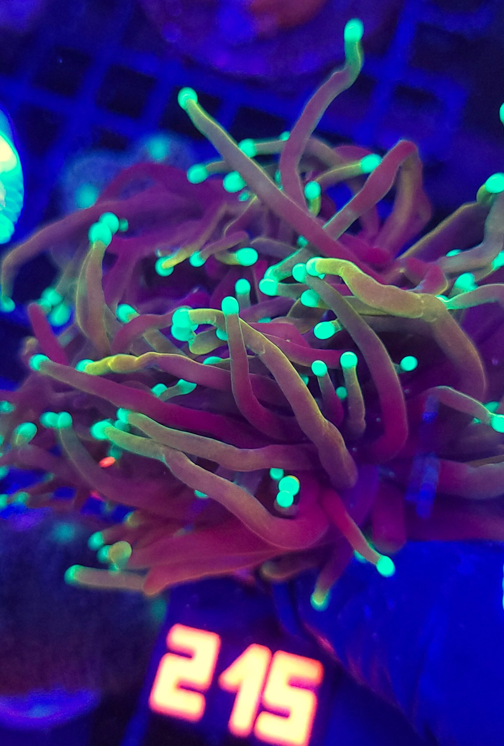 215 Euphyllia glabrescens dragon soul 3h (215) - obrazek 1