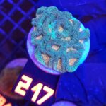 Favia Green Orange (217)