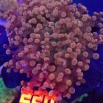 Euphyllia paradivisa gold 2h (220)