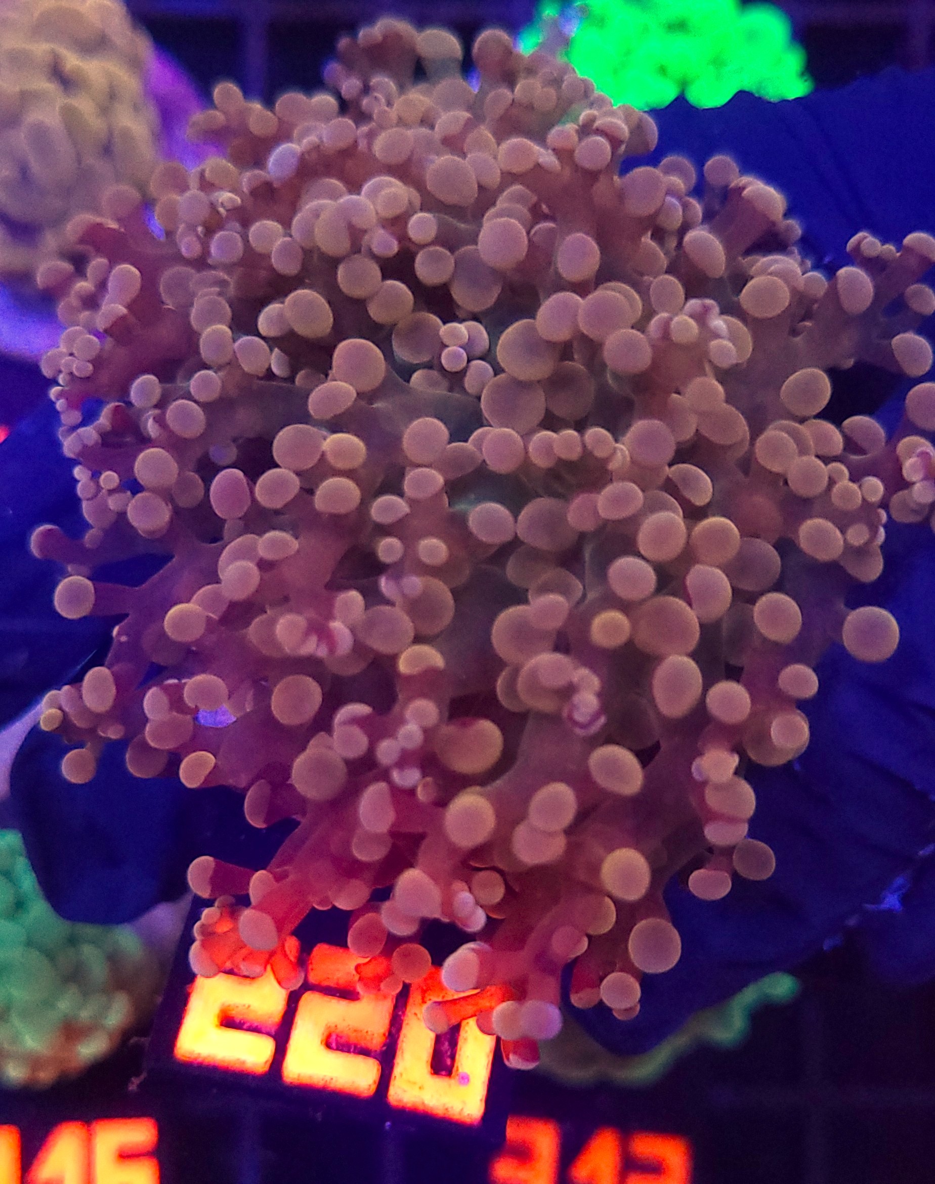 220 Euphyllia paradivisa gold 2h (220) - obrazek 1