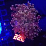 Euphyllia paradivisa purple 2h (220)