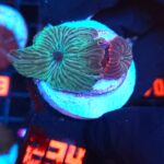 Discosoma watermelon (234)