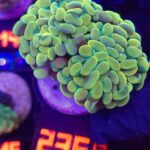 Euphyllia paraancora GOLD 2h (236)