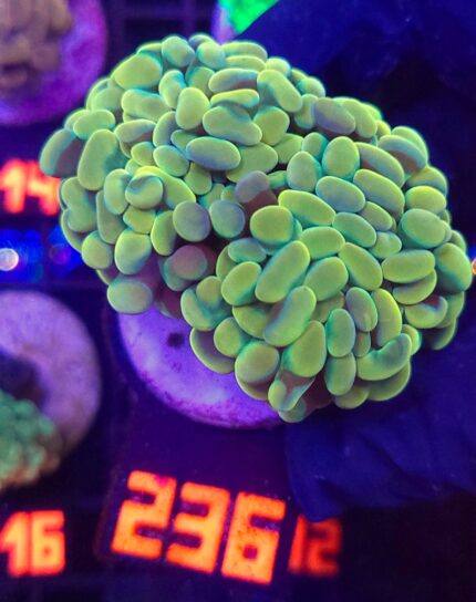 Euphyllia paraancora GOLD 2h (236)