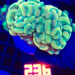 Euphyllia paraancora GOLD 2h (236)