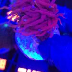 Euphyllia glabrescens Purple Dragon Torch 1h (247)