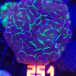 Euphyllia paraancora Purple tip 4h (251)