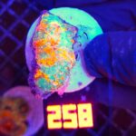 Echinophyllia RAINBOW PREMIUM (258)