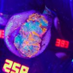 Echinophyllia RAINBOW PREMIUM (258)