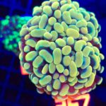 Euphyllia paraancora GOLD 3h (267)