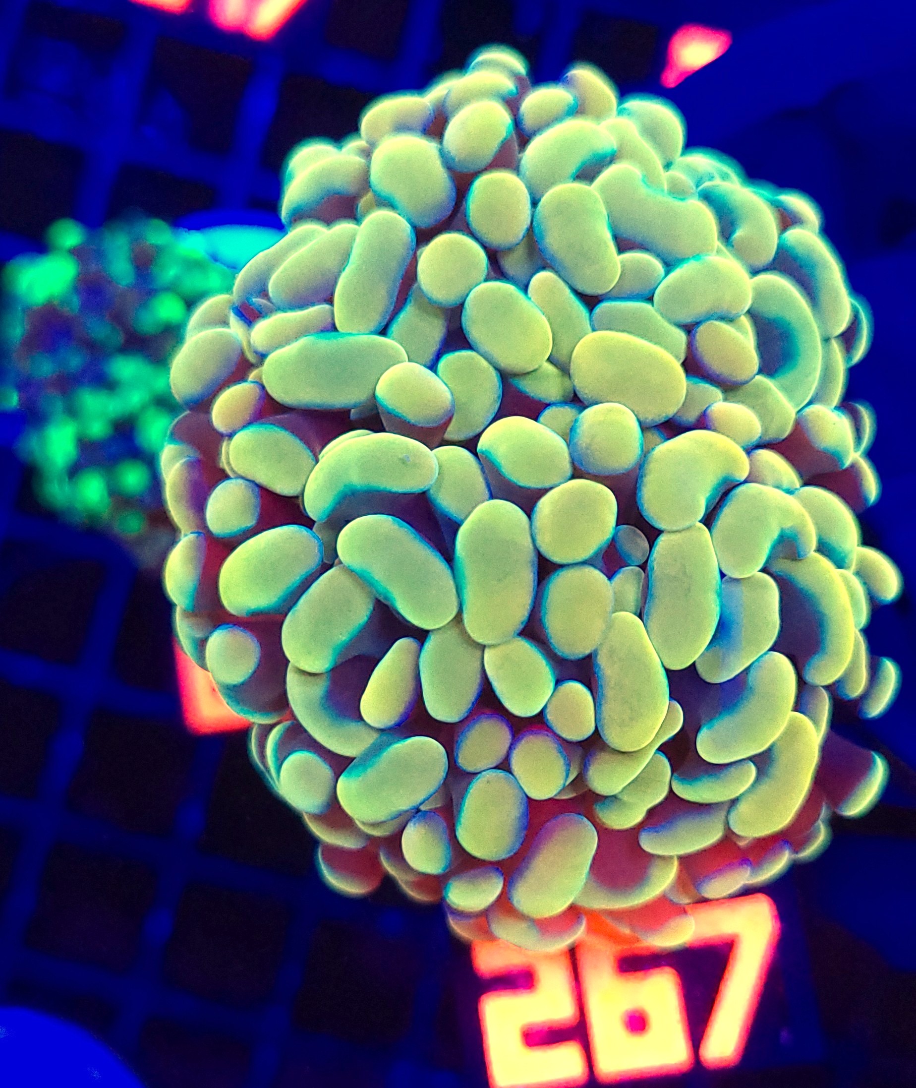 267 Euphyllia paraancora GOLD 3h (267) - obrazek 1