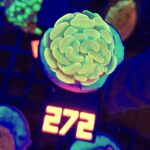 Euphyllia paraancora GOLD 1h (272)