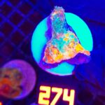 Echinophyllia RAINBOW PREMIUM (274)