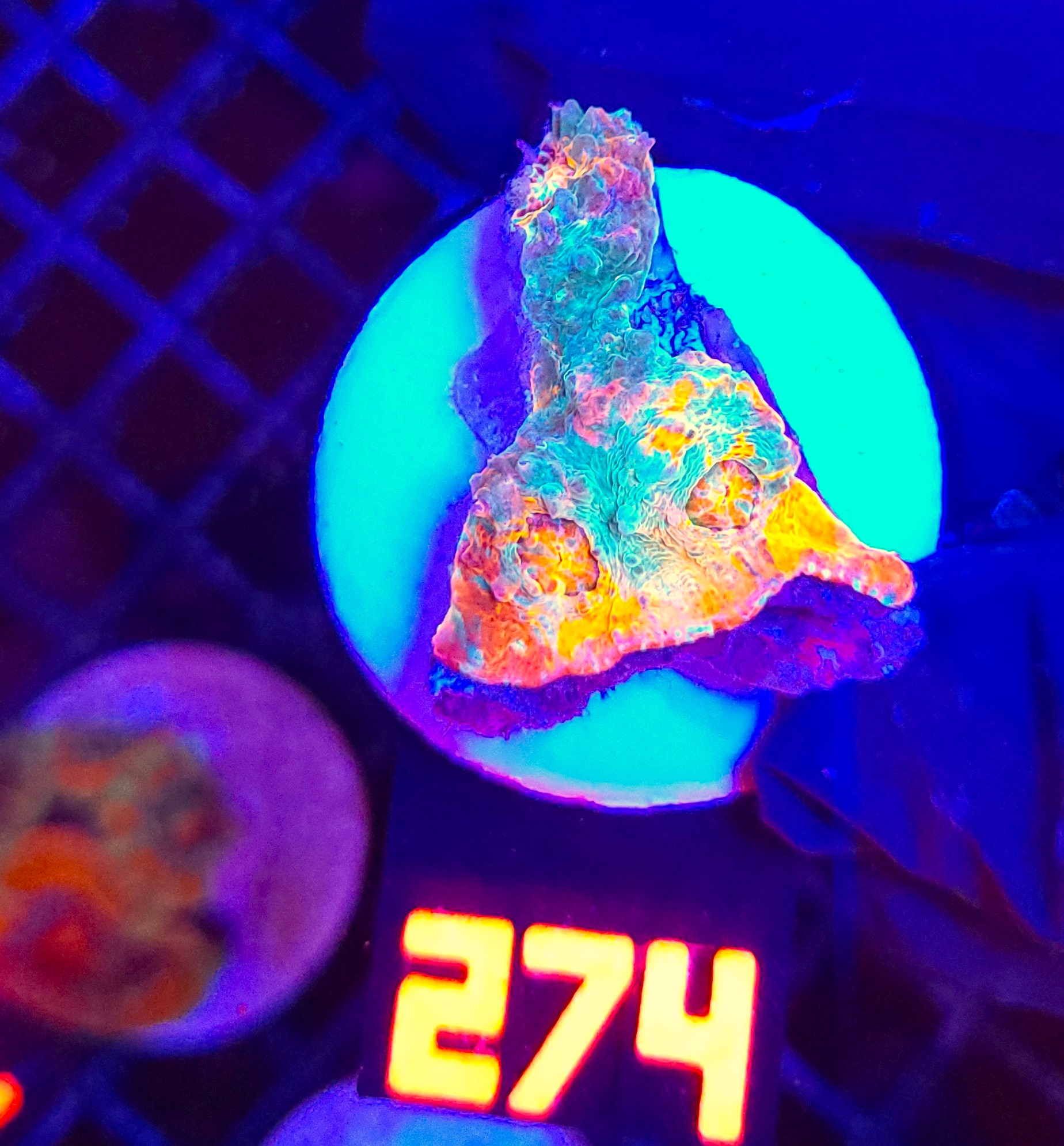 274 Echinophyllia RAINBOW PREMIUM (274) - obrazek 1
