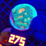 Favia Green Orange (275)