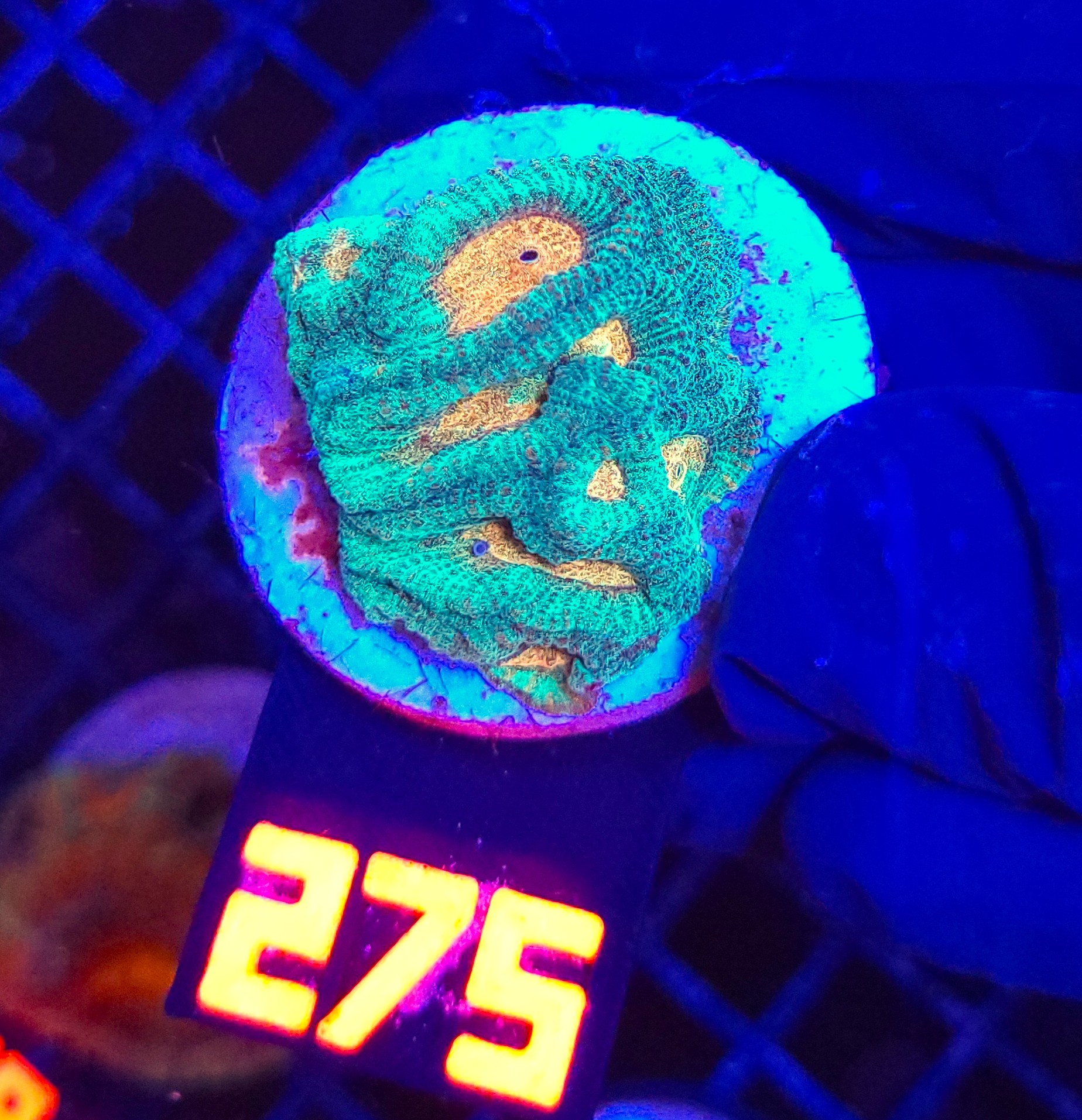 275 Favia Green Orange (275) - obrazek 1