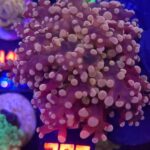 Euphyllia paradivisa gold 1h (295)
