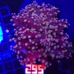 Euphyllia paradivisa purple 1h (295)