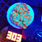 Acanthastrea lordhowensis (303)