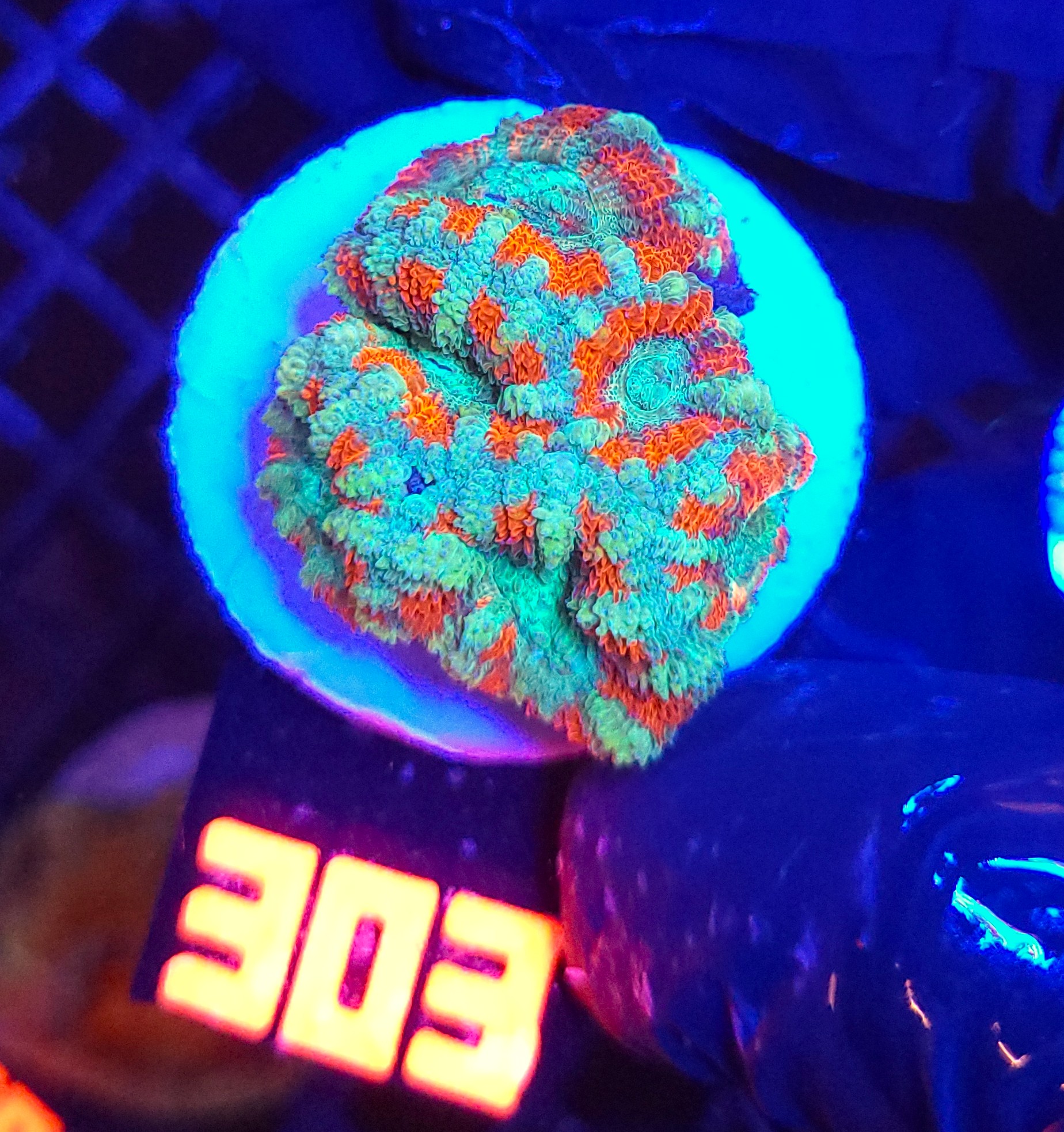 303 Acanthastrea lordhowensis (303) - obrazek 1