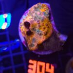 Echinophyllia RAINBOW PREMIUM (304)