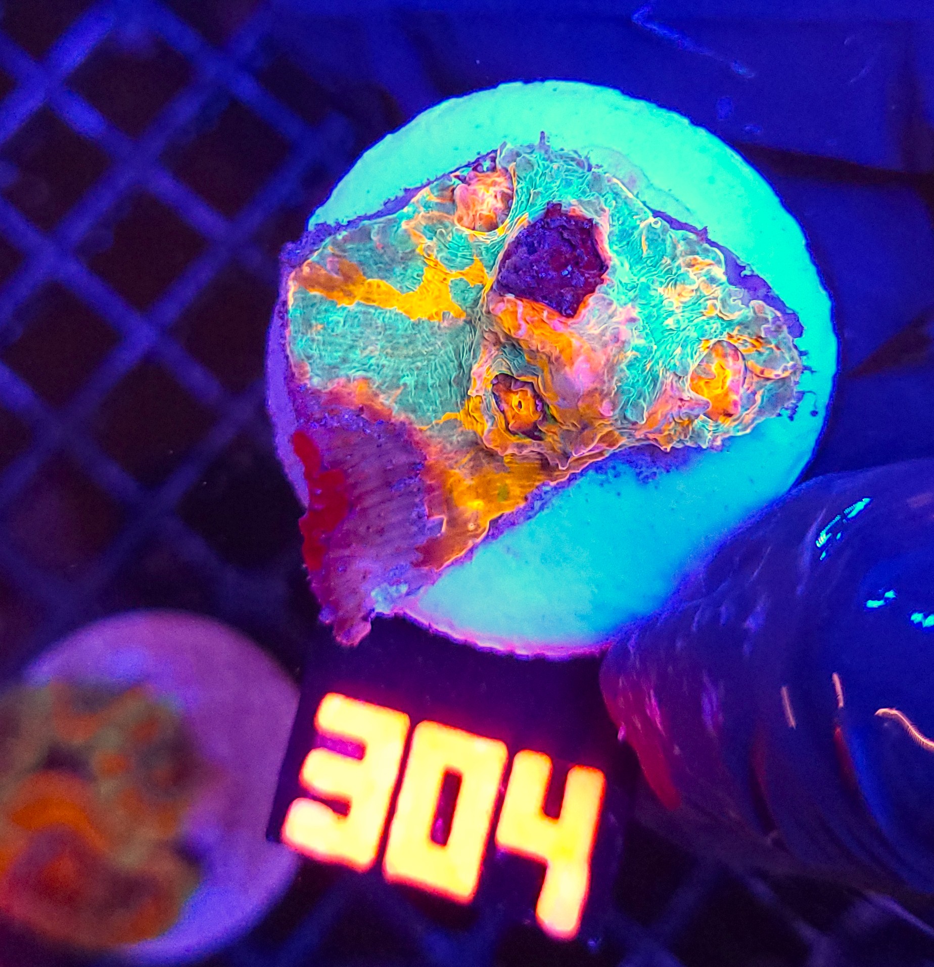 304 Echinophyllia RAINBOW PREMIUM (304) - obrazek 1