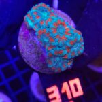 Acanthastrea lordhowensis GREEN (310)
