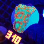 Acanthastrea lordhowensis (310)