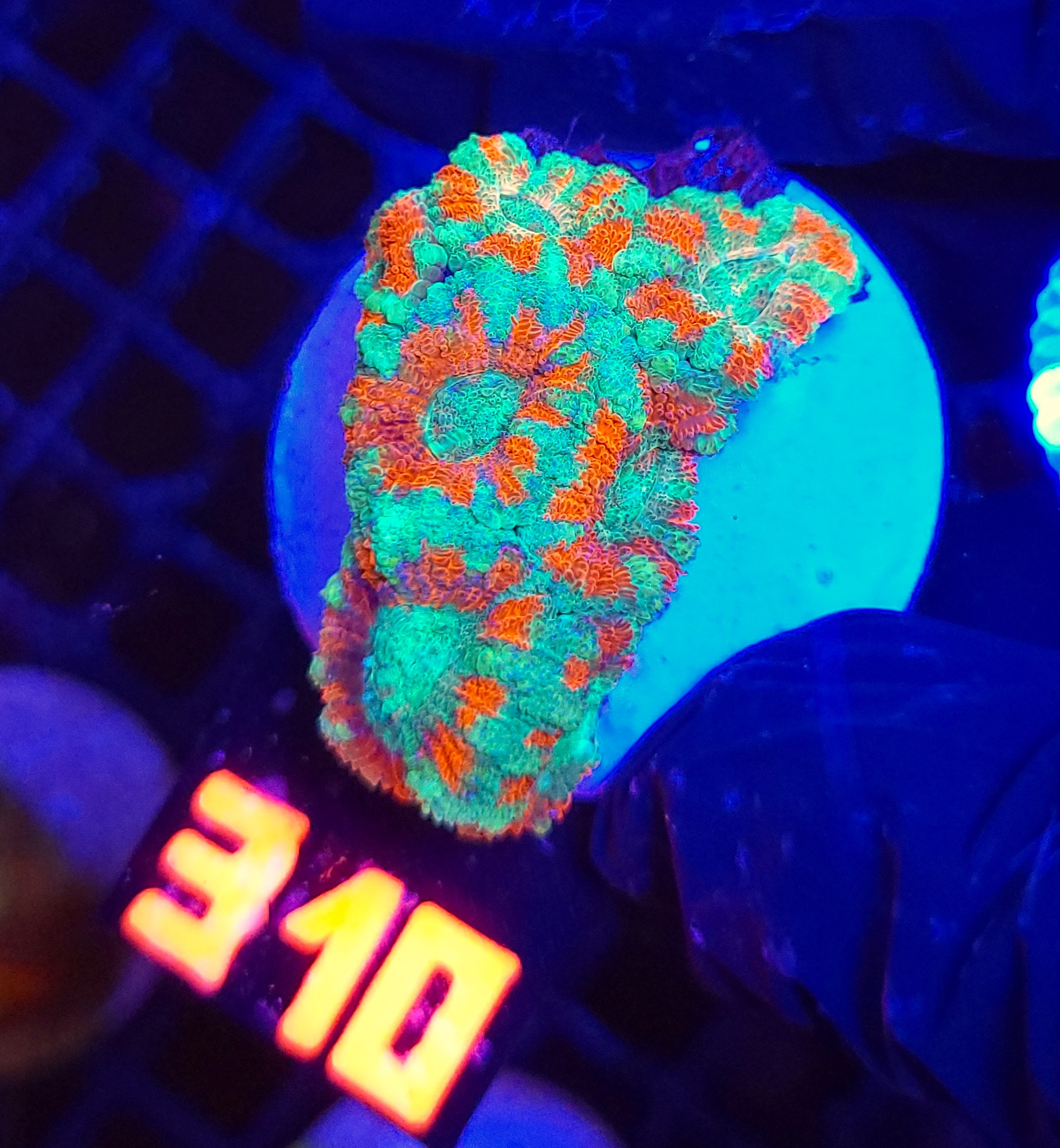 310 Acanthastrea lordhowensis (310) - obrazek 1